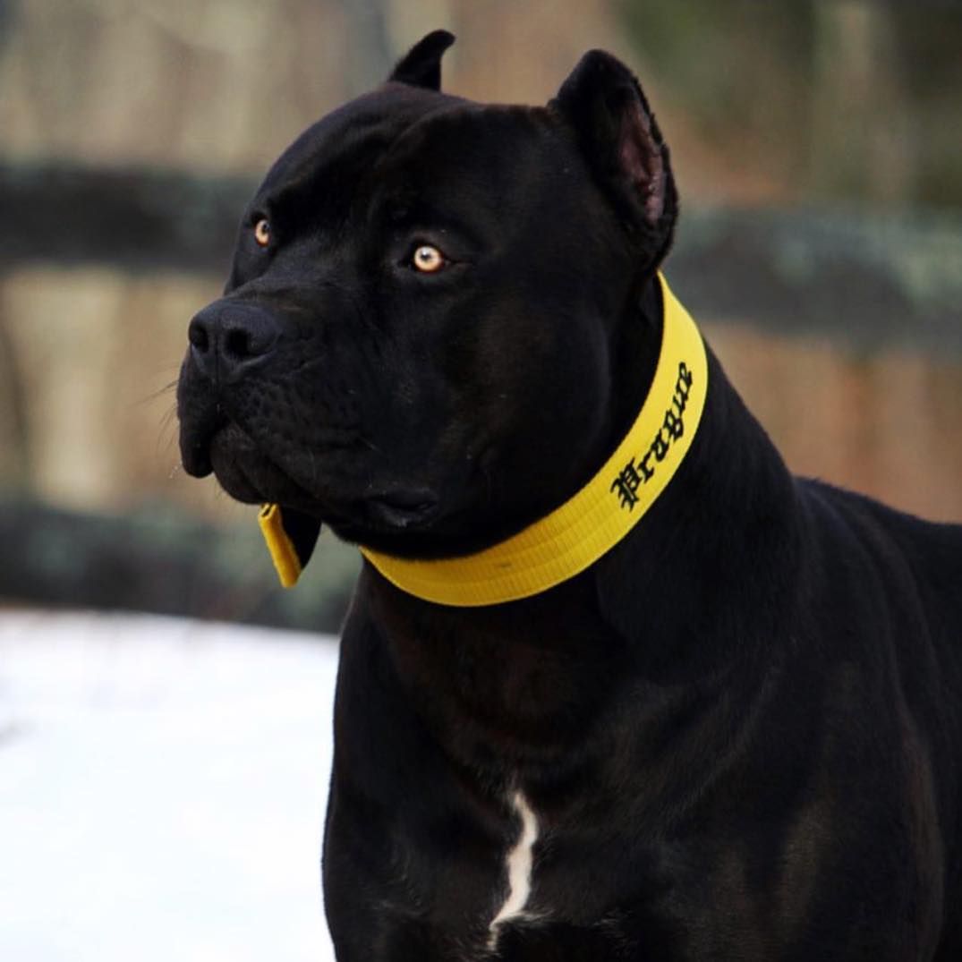 black pitbull with yellow eyes