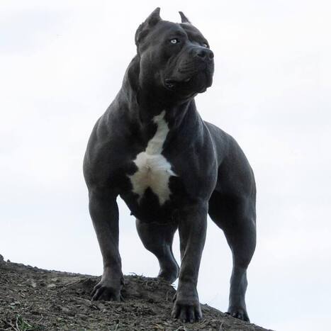 Xxl Designer Pitbulls Home Dogs Bully Breeds Dogs Pitbulls